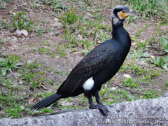 Phalacrocorax carbo