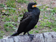 Phalacrocorax carbo