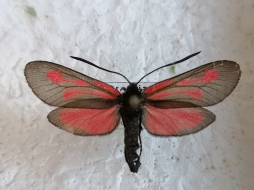 Vretienka hrachorová (Zygaena osterodensis)