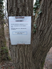 Platypus quercivorus