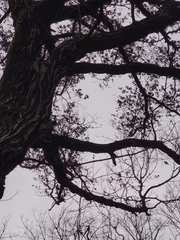 Platypus quercivorus