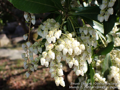 Pieris