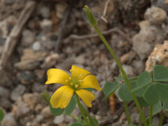 Oxalis chnoodes
