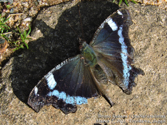 Kaniska canace nojaponicum