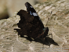 Kaniska canace nojaponicum