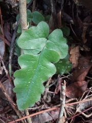 Tectaria zeilanica