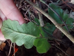 Tectaria zeilanica