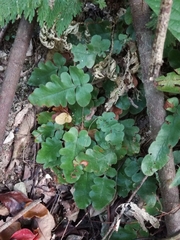 Tectaria zeilanica