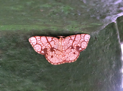 Heterostegane subtessellata