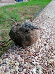 Streptopelia chinensis