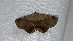 Psimada quadripennis