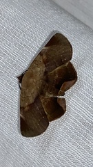 Psimada quadripennis