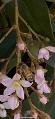 Apis mellifera