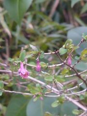 Lonicera gracilipes