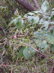 Lonicera gracilipes