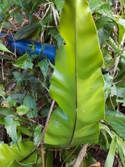 Asplenium setoi