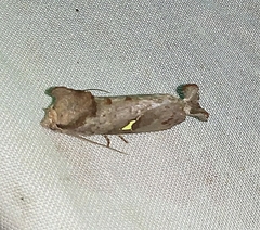 Notoplusia flavodiscata