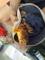 Helicolenus percoides