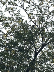 Dicrurus macrocercus