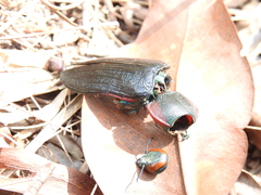 Temognatha variabilis