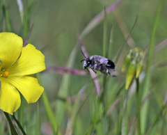 Habropoda miserabilis