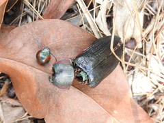 Temognatha variabilis