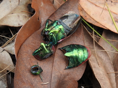 Temognatha variabilis