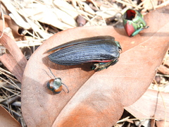 Temognatha variabilis