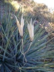 Calochortus clavatus
