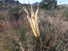 Calochortus clavatus