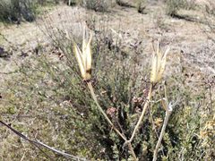 Calochortus clavatus