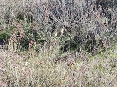 Calochortus clavatus