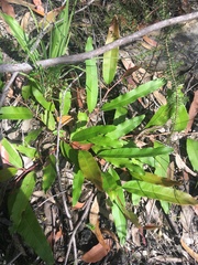 Grevillea laurifolia
