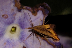 Diasemia monostigma