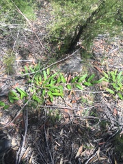 Grevillea laurifolia