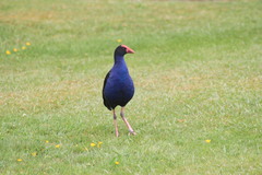 Porphyrio melanotus melanotus