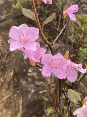 Rhododendron farrerae
