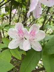 Rhododendron × pulchrum