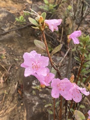 Rhododendron farrerae