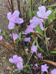 Rhododendron farrerae