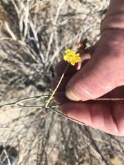 Hoffmannseggia microphylla