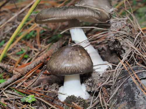 Marbled Death Cap