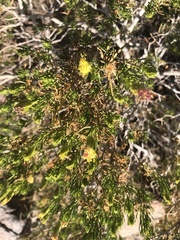 Hoffmannseggia microphylla