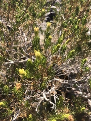 Hoffmannseggia microphylla