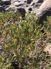 Hoffmannseggia microphylla