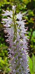 Veronica stricta