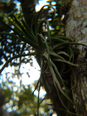 Tillandsia streptophylla