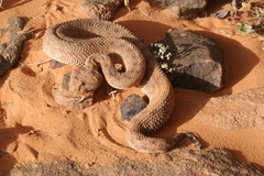 Cerastes cerastes cerastes
