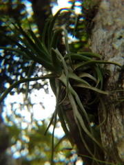 Tillandsia streptophylla