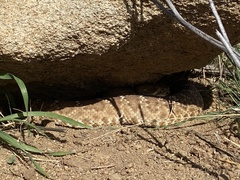 Crotalus ruber